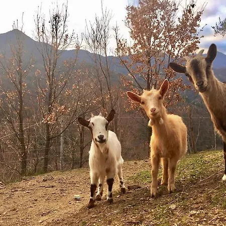 Agriturismo Il Forestiero *